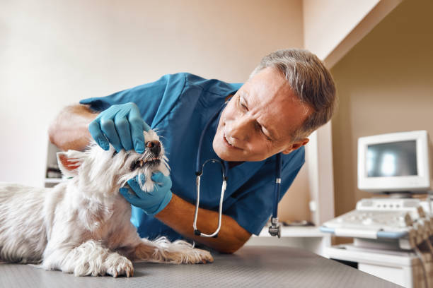 Best Emergency Dental Care for Broken or Chipped Teeth in Vla Grove, IL